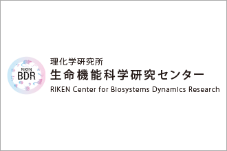 RIKEN Center for Biosystems Dynamics Research（BDR）logo