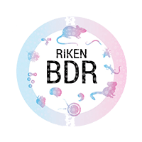 RIKEN Center for Biosystems Dynamics Research (BDR)