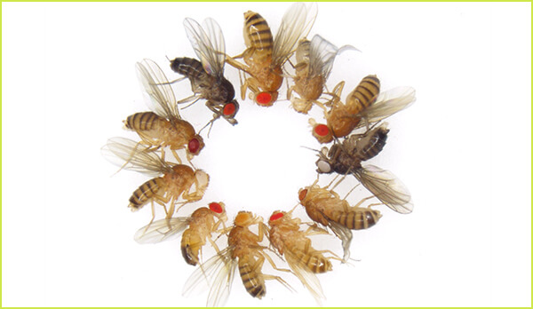 mutant strains of fruit fly