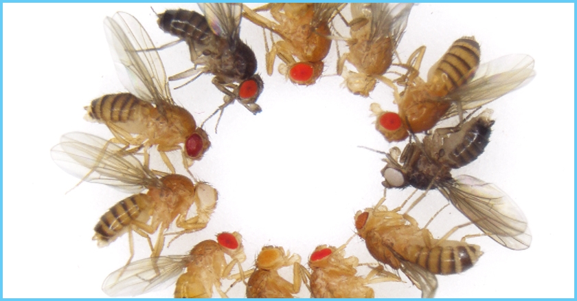 <span style="font-style:italic">Drosophila melanogaster </span>: The most powerful model organism in history<br>(Laboratory for Homeodynamics, Laboratory for Epithelial Morphogenesis)