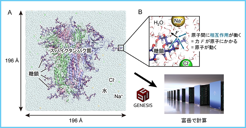 Looking at protein movement and function using Fugaku<br>(Laboratory for Biomolecular Function Simulation)